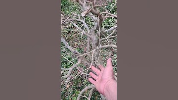 Cây Nguyệt Quế Sau 7 năm nuôi. Thành quả được nhiu mọi người thấy ổn không ? #bonsaitravinh #cay