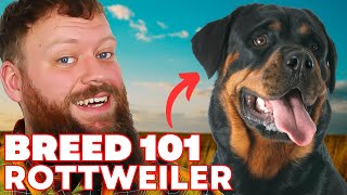 Rottweiler Breed 101 Everything You Need To Know