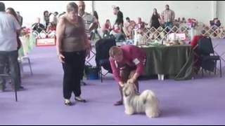 Clube Paulistano de Cinofilia by Dog Stud 21 views 7 years ago 3 minutes, 34 seconds