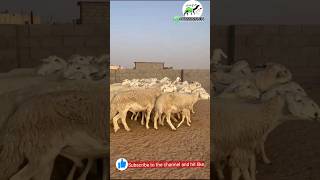 ضان  حريات حرش دفيع 47 ( 0541444041 #camel #كفو #animal #youtube #sheep