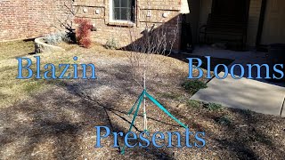 Securing and Tying Down A Shrub or Tree In Fort Worth, TX Zone 8A by Blazin Blooms 67 views 2 years ago 1 minute, 30 seconds