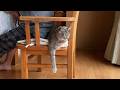 甘えん坊猫とばーばの小さな幸せのある暮らし|猫との暮らし