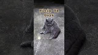 Titip Sigemoy Ya Guys