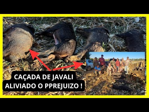 CAÇADA DE JAVALI: 4 A MENOS DANDO PREJUÍZO NAS LAVOURAS DE MILHO!