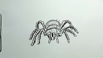 How to Draw Tarantula Spider