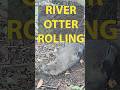 This Adorable River Otter Rolls Around on our Trail Camera!  #steveirwin #nature #wildlife #aura