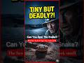 The Most Dangerous Tiny Snake? Saw-Scaled Viper Facts #shorts