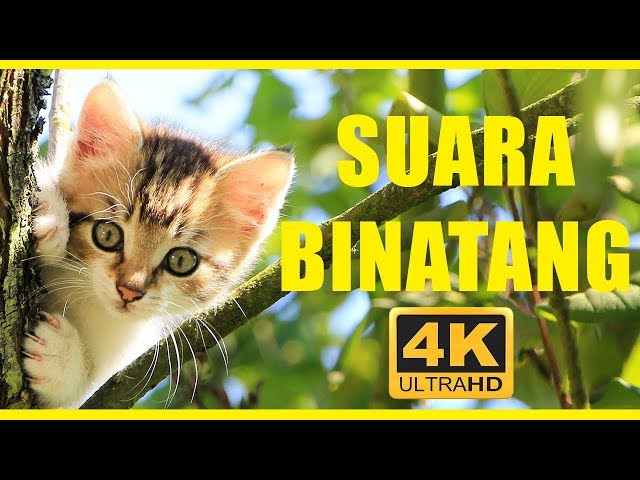 Suara binatang 40 menit | Hewan untuk anak-anak | Hewan indonesia class=