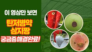 삼지짱 사용방법1 탄저병 흰가루병 노균병 잿빛곰팡이병 세균성구멍병 등에 사용하는 삼지짱 희석배수 자세히 알려드립니다. 농사기술센터