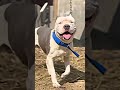 dog lover please subscribe like comment and share