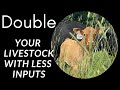 Double your livestock with less input just by the way you graze.