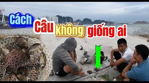 câu cá hói( cá nâu )độc lạ|unique fishing|ha long tv 🇻🇳