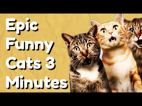 Epic Funny Cats 3 Minutes - YouTube