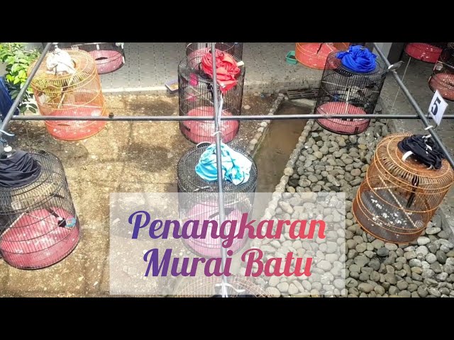 Penangkaran Burung Murai #muraibatu class=