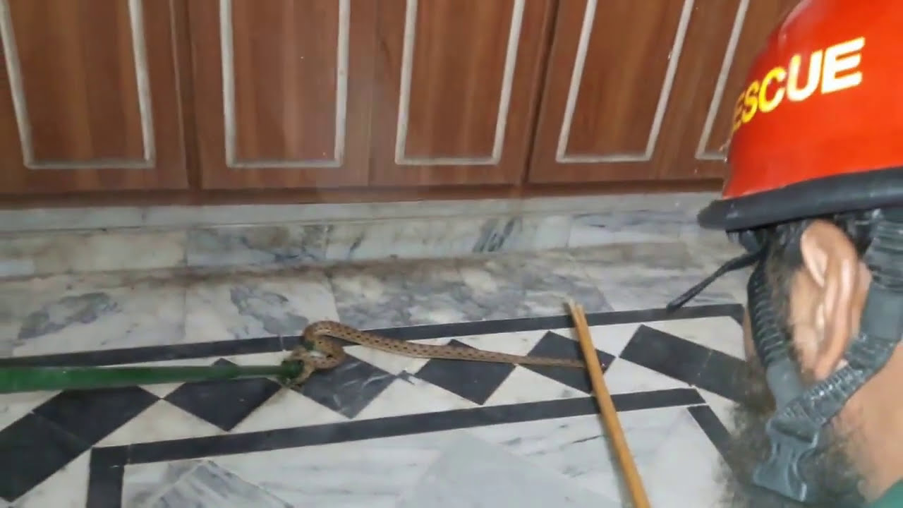 Snake in Kitchen