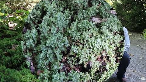 Japanese garden juniper (Juniperus procumbens 