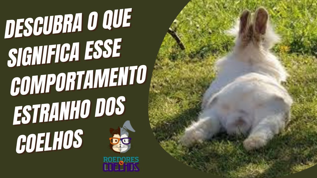 Descubra o que significa esse comportamento estranho dos coelhos - YouTube