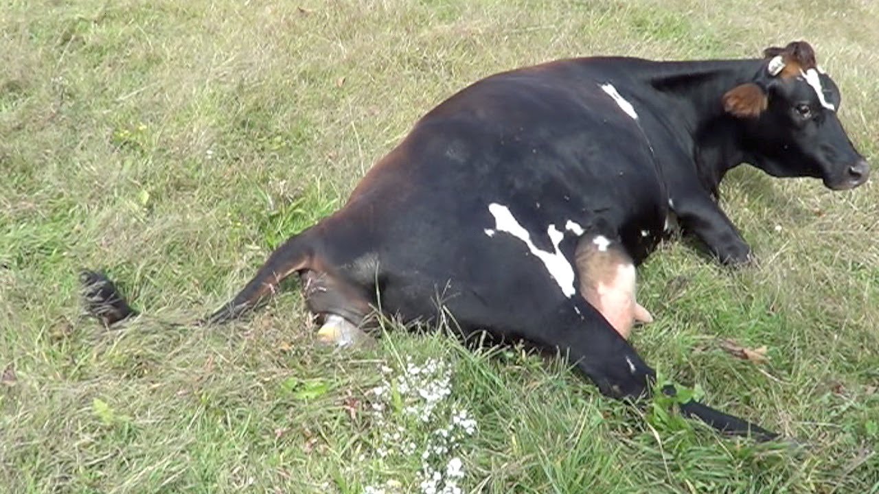 How Cow Give Birth ,Beautiful Baby Calf Being Born (Mini Hereford