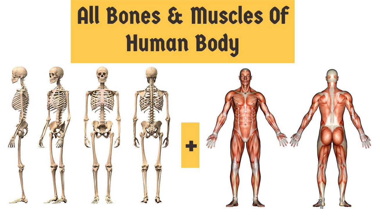 Bones and muscles. Мышцы и кости. Тест про кости и мышцы 3 класс. 3 Types of muscles. Muscles of the Thorax.