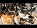 I Stayed Overnight on Japan’s Most Famous Cat Island with 200 Cats 🐈 Tashiro Island (Tashirojima)
