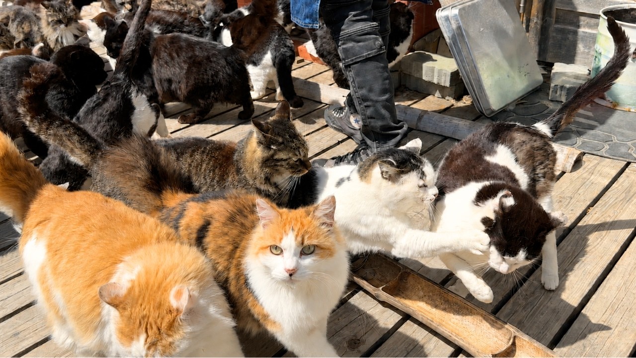 I Stayed Overnight on Japan’s Most Famous Cat Island with 200 Cats 🐈 Tashiro Island (Tashirojima)