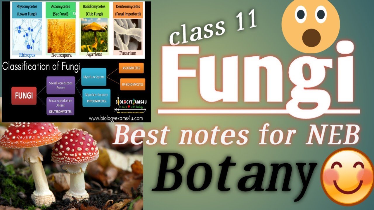 Kingdom Fungi Class 11 Biology Botany Neb Complete Notes Best Notes For Class 11 Monera Mycota Youtube
