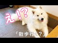 「散歩」という言葉に反応するかわいいサモエド