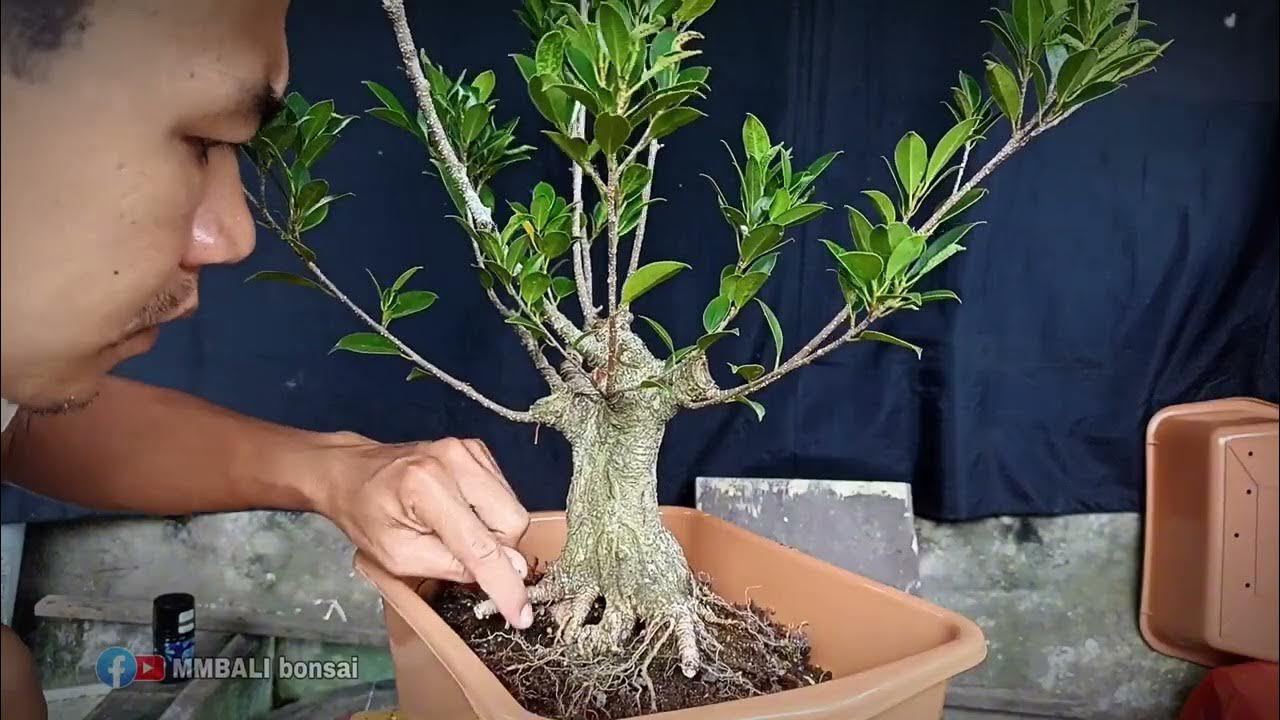 foto perawatan bonsai pasca defoliasi