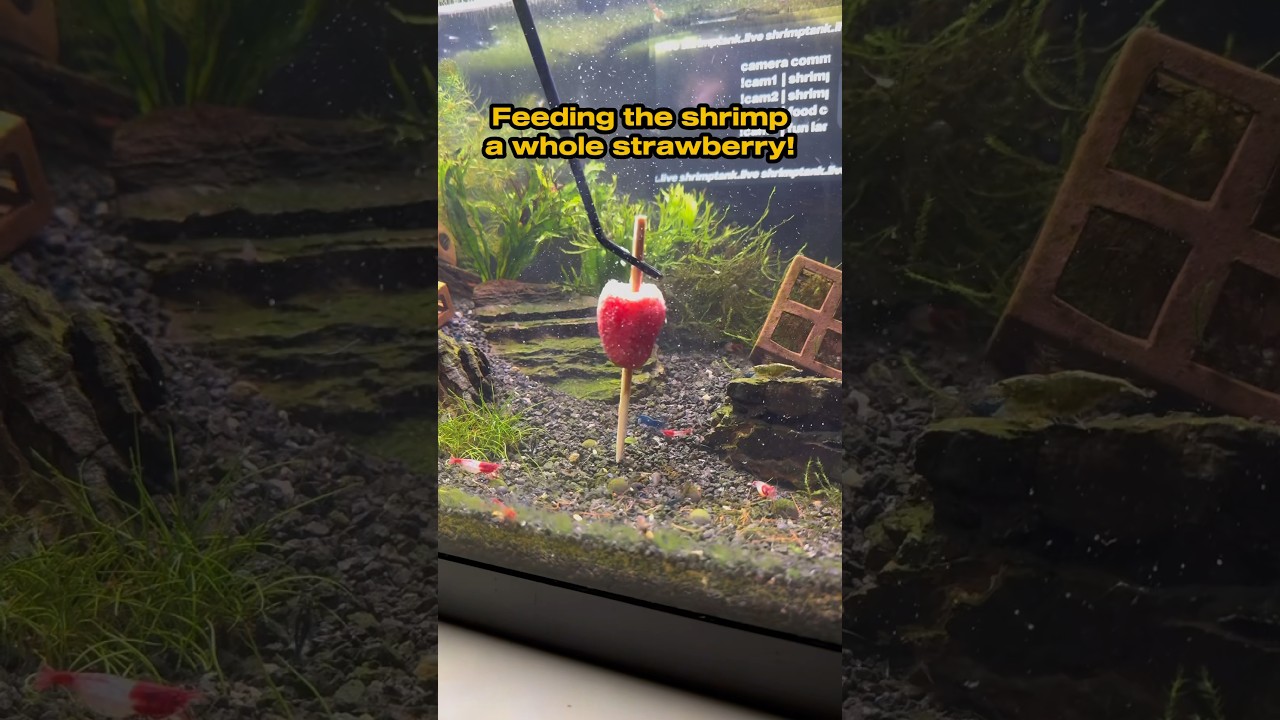 do shrimp eat strawberries? 