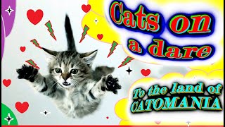 Cats Positivity with Paws from the land of CATOMANIA