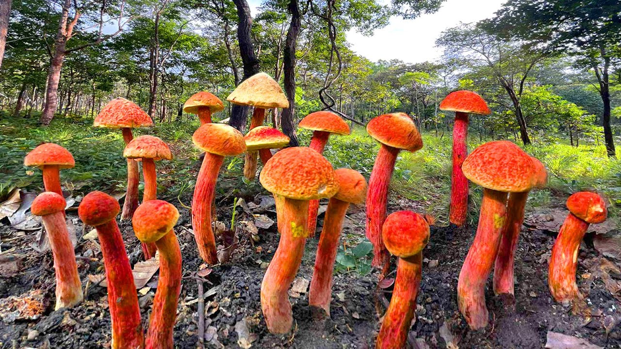 โชคหมานเก็บเห็ดผึ้งนกยูงดอกสวยๆเห็ดก่อแดงใหญ่ดอกงามๆ