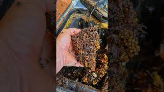 A small wild bees #shorts #youtubeshorts #viral #trending