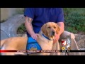 Veteran 'humiliated' over service dog