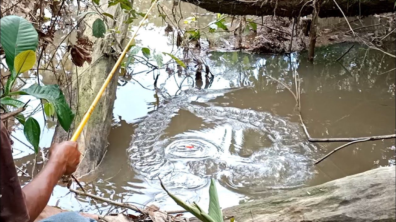 ASTAGHFIRULLAH.!!! SAMPAI KAGET MAS BRO TIBA-TIBA DI SAMBAR IKAN BESAR YANG KELAPARAN