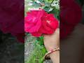 Blooming Red Rose Vibes 🌹💖 #shorts #viralvideo #trendingshorts #flowers