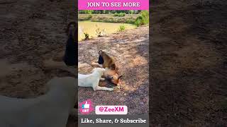 Funny Monkey  Dogs ‍ Love  #viralvideo #funny #ytshort