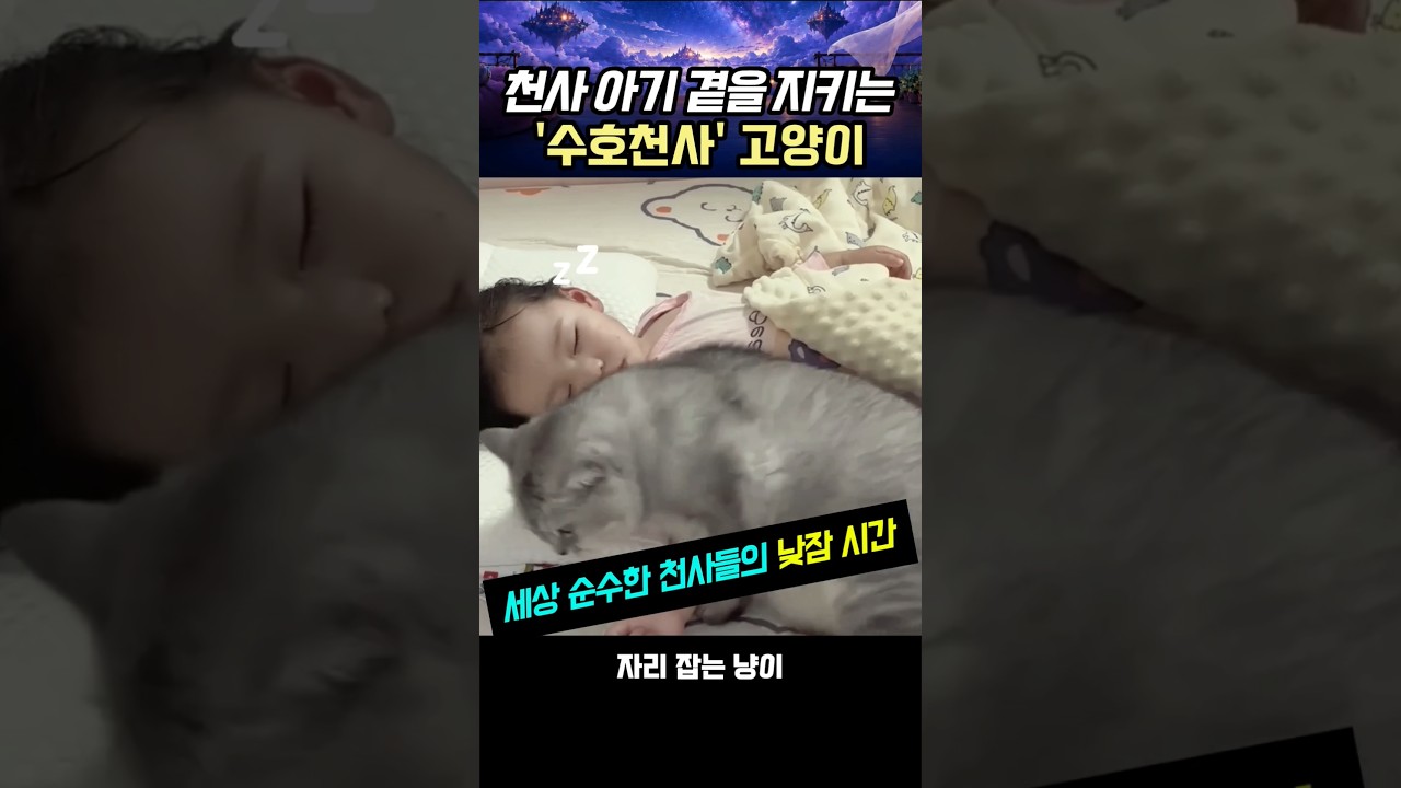 천사 아기 곁을 지키는 '수호천사' 고양이 #고양이 #아기와고양이