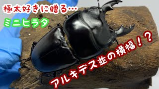 【パプアヒラタ】中型ヒラタどうでしょう？