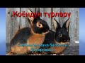 Коёндун 38 түрү | Эң сонун пародалар | 38 пароды кроликов | Самые лучшие пароды.