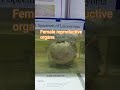 #female reproductive organs Leiomyoma#real female reproductive organs#in chemicallong time#humanbody