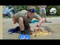 Robert Irwin on an epic turtle release | Irwin Family Adventures