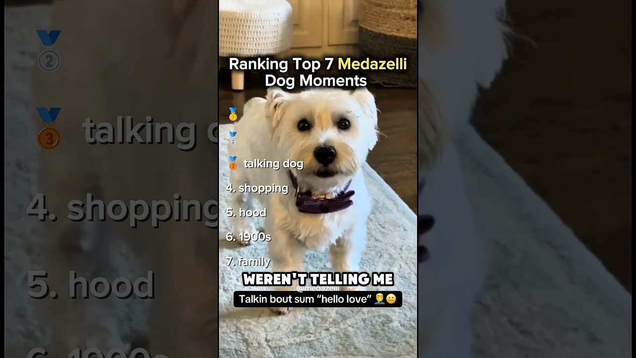 Ranking Top 7 Medazelli Dog Moments - a sample short-form edit for @mugiranks #funny #shorts