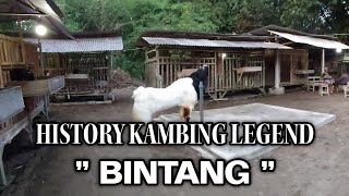 ' BINTANG ' SALAH SATU KAMBING PE KONTES LEGENDARIS DI ERA NYA || JEBES FARM UDANAWU BLITAR