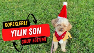 2023'ün Son Köpek Grup Eğitimi - Köpek Eğitimi Videoları