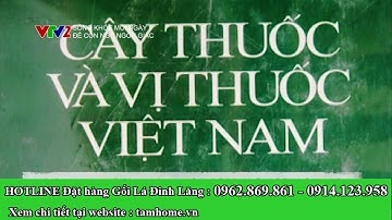 Gối lá Đinh Lăng có tác dụng thật sự ? VTV2 - Sống Khỏe Mỗi Ngày