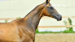 Adalat Shael (Adair Shael - Dalit Shael), 1-year-old akhalteke colt.