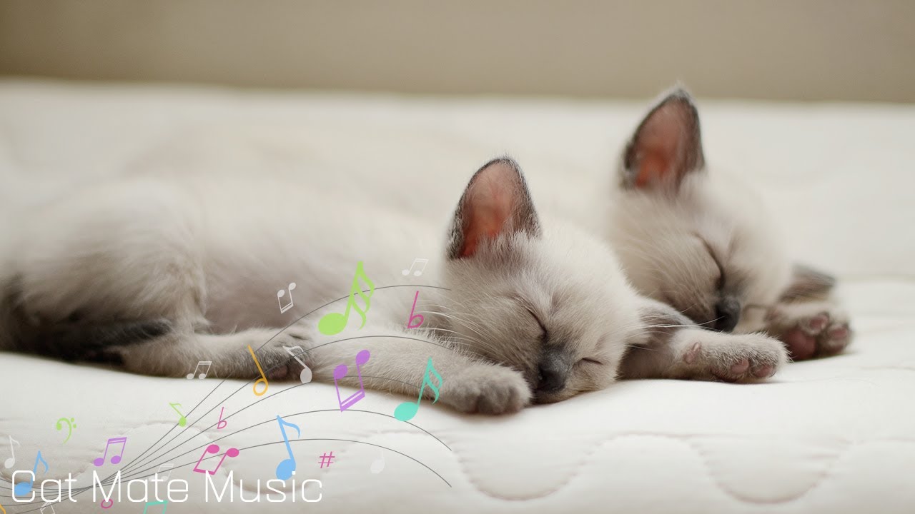Relaxing Music for Cats: Soothing Sounds to Relax Your Feline Friend ...