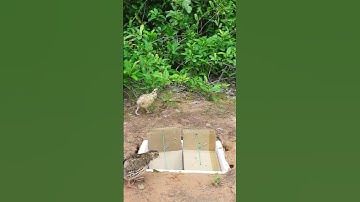 Best Amazing Creative Most Effective Bird Trap- #shorts - #New Creative Bird Trap