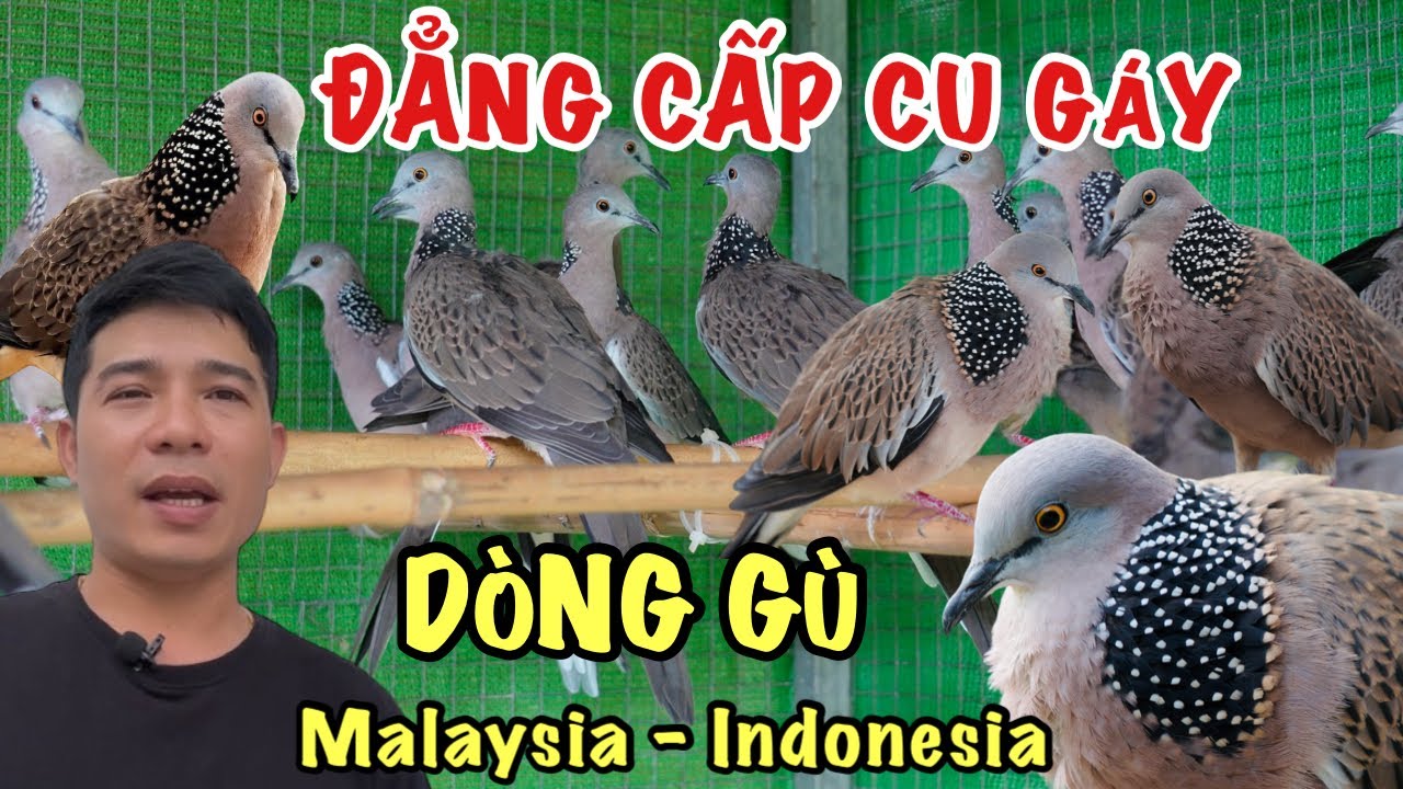 Chim cu gáy tuyển chọn cực hay cho Anh em 🔥🔥