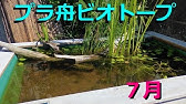 ビオトープ 庭の池 タナゴ あゆ 本モロコ メダカなど Youtube